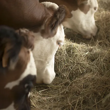 Üdülőközpont Center Parcs Villages Nature Paris Bailly-Romainvilliers